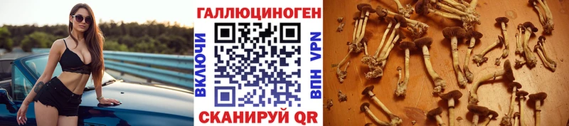 Галлюциногенные грибы Psilocybe Михайловск