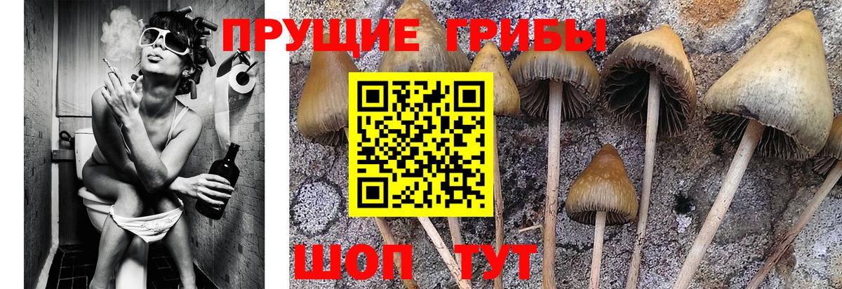 Михайловск  Галлюциногенные грибы GOLDEN TEACHER  Вход с VPN 